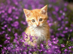  Lovely Cat With Blumen