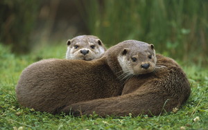  Otters