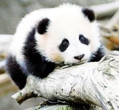 Panda baby   