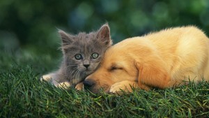  子犬 and Kitten