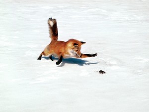  Red fox, mbweha