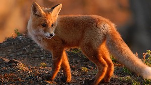 Red 狐狸