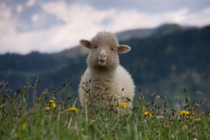 con cừu, cừu