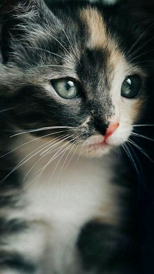  Sweet Cat ফটোগ্রাফি
