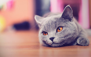 Sweet Cat Photography