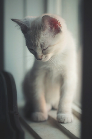  Sweet Cat Фото