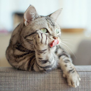  Sweet Cat ফটোগ্রাফি