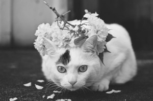  Sweet Cat फोटोग्राफी