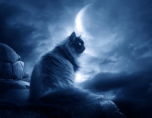 Cat And Moon