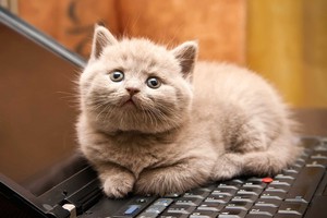  Kitty Laptop
