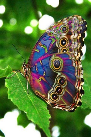  Beautiful तितली