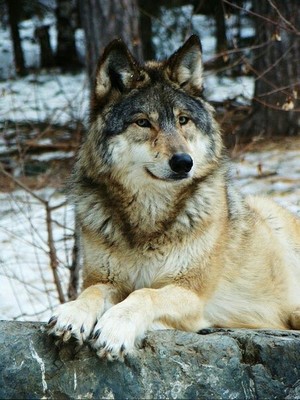  Beautiful волк