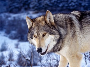  Beautiful волк