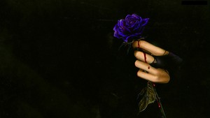  Blue rose