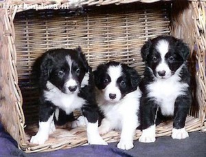  Border colley, collie chiots