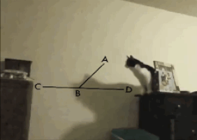 Cat Calculating the Perfect Jump