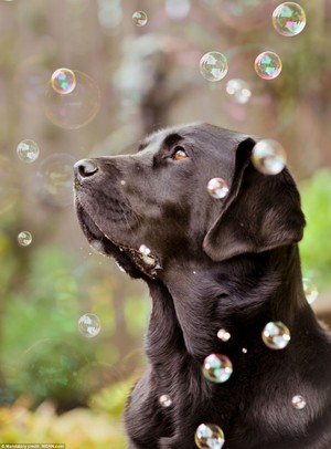  Dog With Bubbles