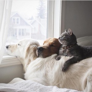 Dogs and Cat