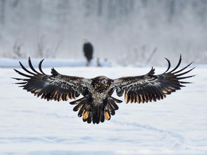  Eagle