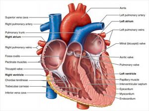  tim, trái tim Diagram