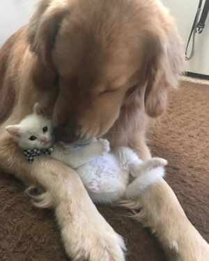  Kitten and Dog