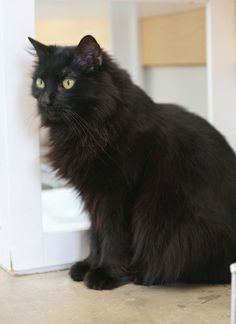  Long Hair Black Cat