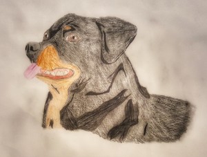  My First rottweiler کا, روٹویلر Attempt
