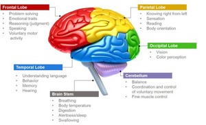  Parts of Brain and Its Functions