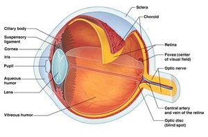  Parts of Eye