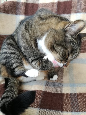  Princess licking her hand :)