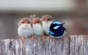  Beautiful Birds