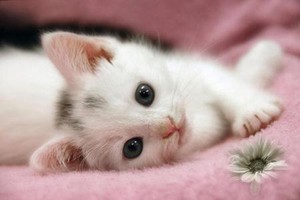 Beautiful Kitten