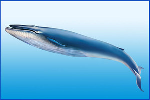  Blue ikan paus, paus