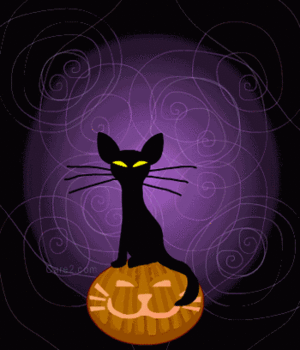  Cat and pumpkin, boga