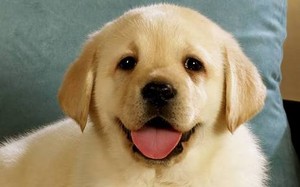  Cute Smiling Labrador Retriever कुत्ते का बच्चा, पिल्ला