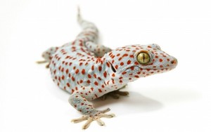 lagartixa, gecko
