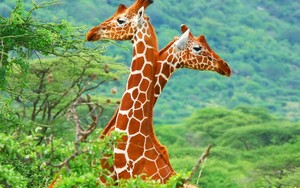  Giraffes