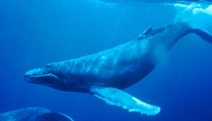 Humpback balena