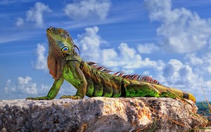  Iguana