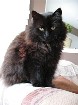  Long-Hair Black Cat