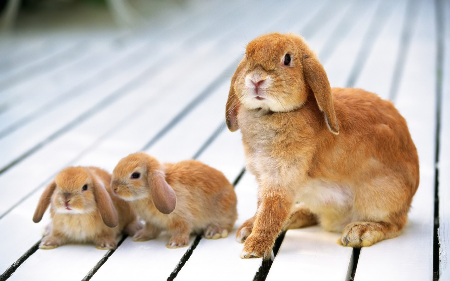 Lop Eared Rabbits