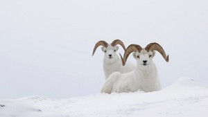  Mountain Goats