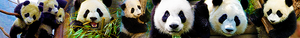Pandas banner suggestion