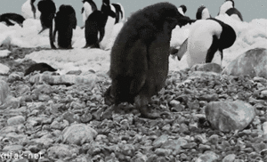 penguin, auk
