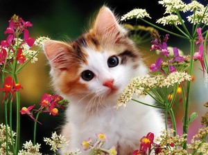  Pretty Kitten