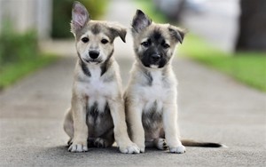 Puppies