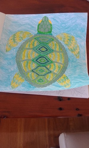  Sea 龟, 海龟