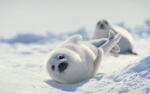  zeehond, seal Pup