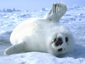  zeehond, seal Pup