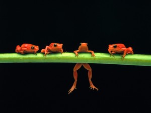  árbol Frogs